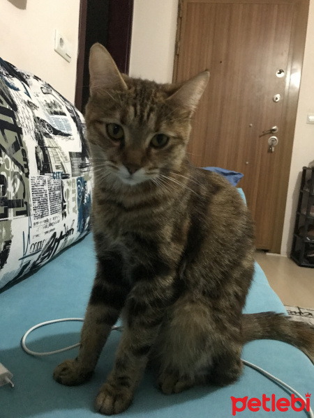 Tekir Kedi, Kedi Badem fotoğrafı