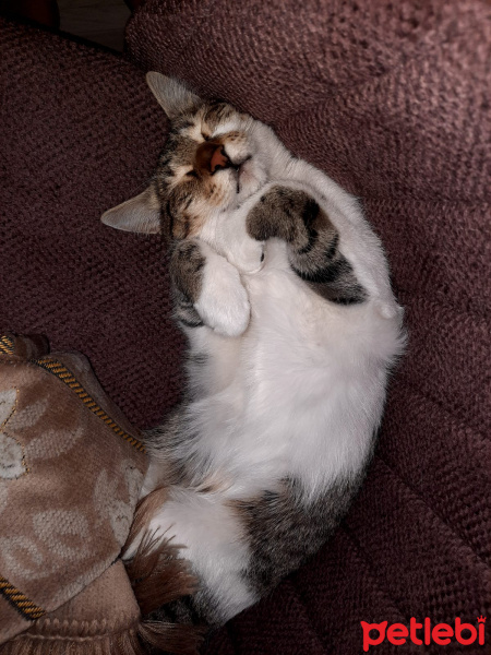 Tekir Kedi, Kedi Badem fotoğrafı