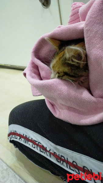 Tekir Kedi, Kedi Lila(adını bilmiyor) fotoğrafı