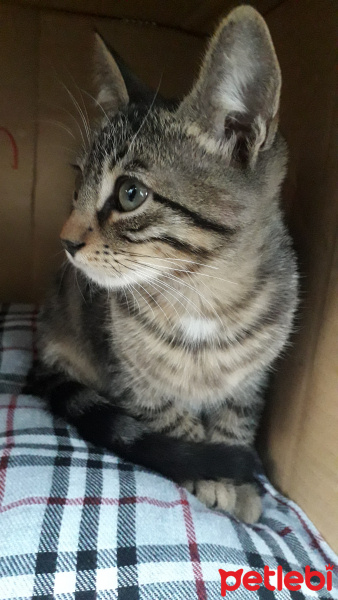 Tekir Kedi, Kedi Destan fotoğrafı