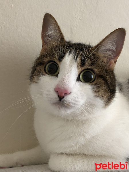 Tekir Kedi, Kedi Yonca fotoğrafı