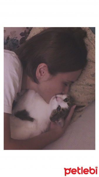 Tekir Kedi, Kedi Yonca fotoğrafı