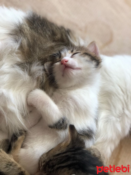 Tekir Kedi, Kedi Yonca fotoğrafı