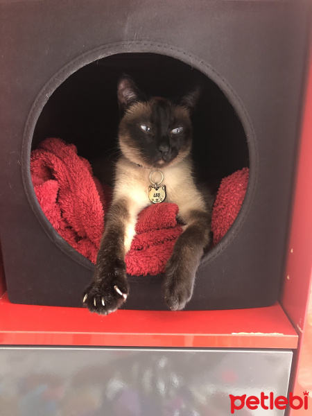 Siyam Kedisi, Kedi Leo fotoğrafı