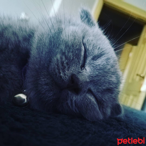 Scottish Fold, Kedi Maya fotoğrafı