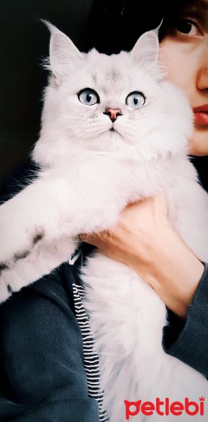 Scottish Fold, Kedi Vegas fotoğrafı