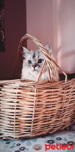 Scottish Fold, Kedi Vegas fotoğrafı