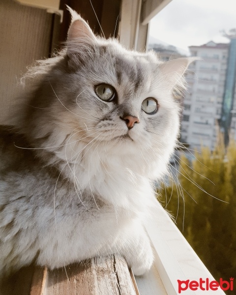 Scottish Fold, Kedi Vegas fotoğrafı