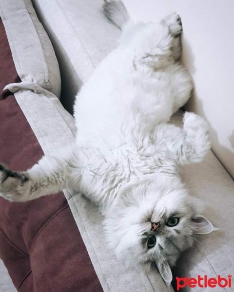 Scottish Fold, Kedi Vegas fotoğrafı