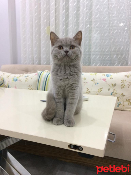 British Shorthair, Kedi Lokum fotoğrafı