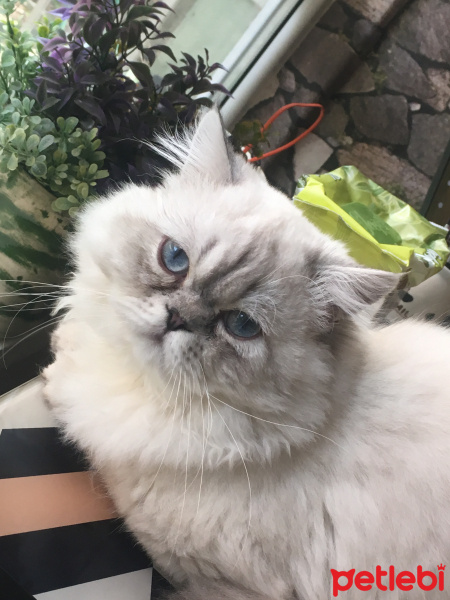 Chinchilla, Kedi Gram fotoğrafı