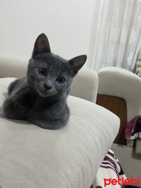 British Shorthair, Kedi Oscar fotoğrafı