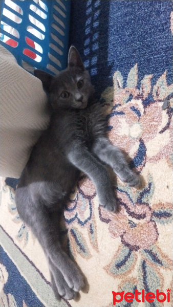 British Shorthair, Kedi Oscar fotoğrafı