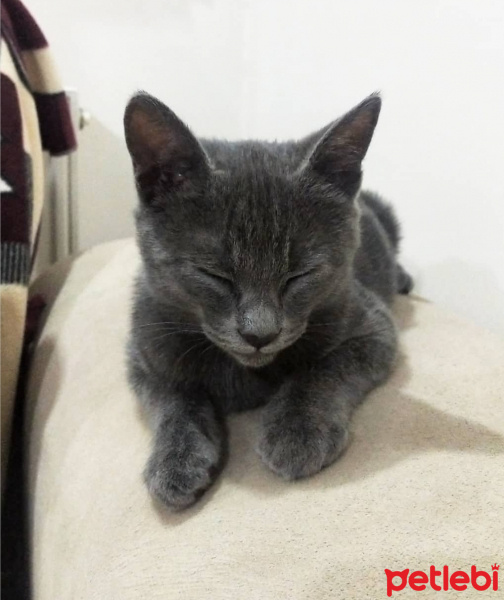 British Shorthair, Kedi Oscar fotoğrafı
