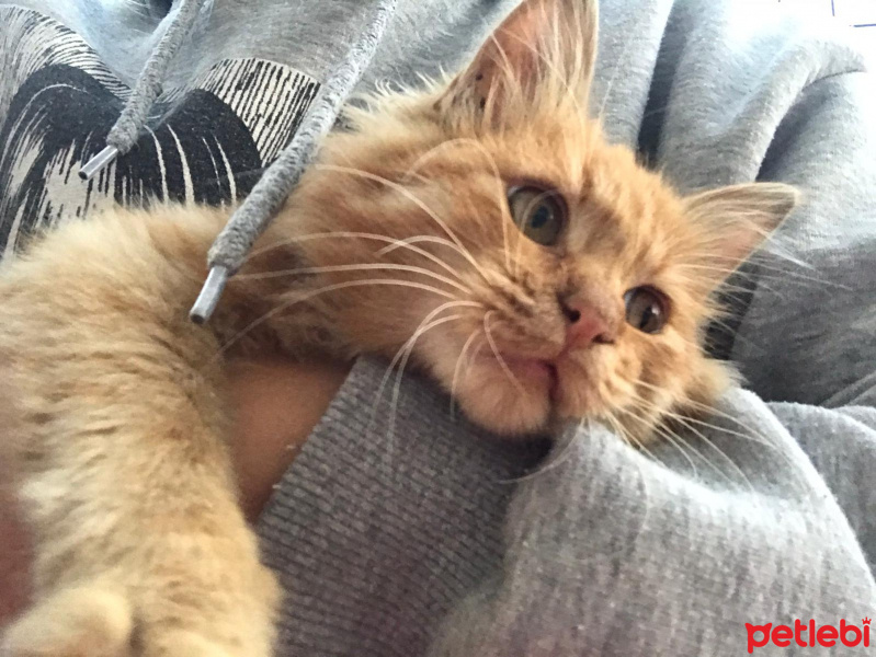 Sarman, Kedi Garfield fotoğrafı