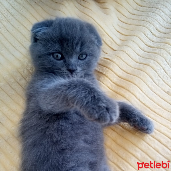 Scottish Fold, Kedi Simba fotoğrafı
