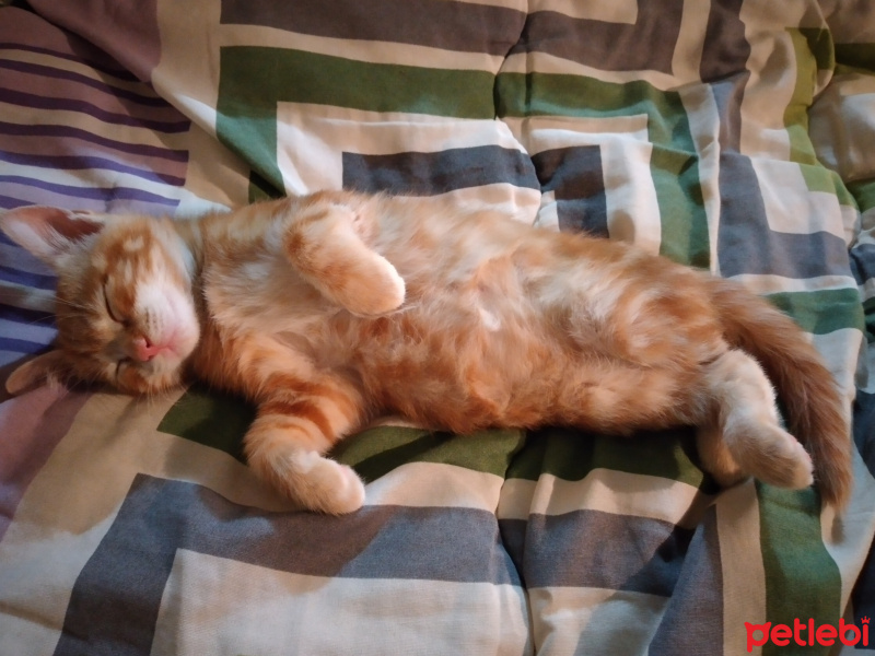 Sarman, Kedi Gofret fotoğrafı