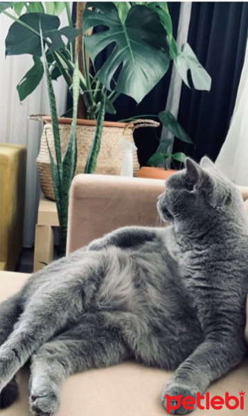 British Shorthair, Kedi Tokyo fotoğrafı