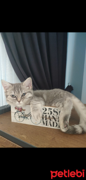 British Shorthair, Kedi Zıpzıp fotoğrafı