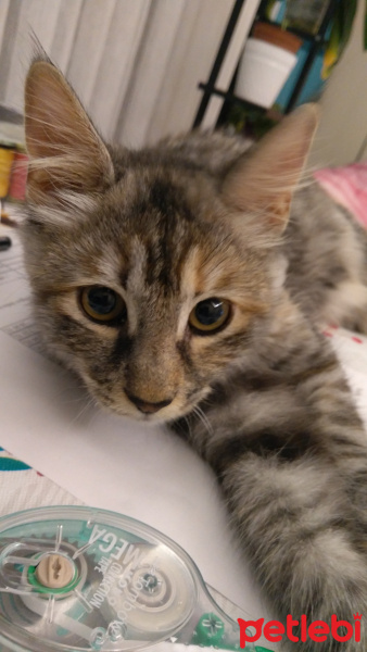 Tekir Kedi, Kedi Firuze fotoğrafı