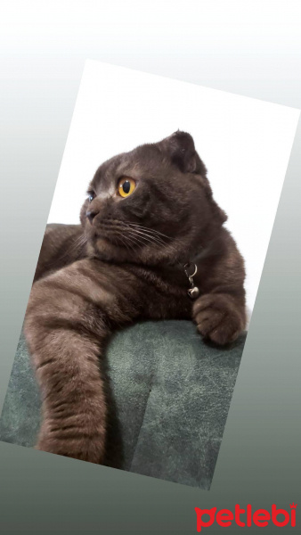 Scottish Fold, Kedi Mika fotoğrafı