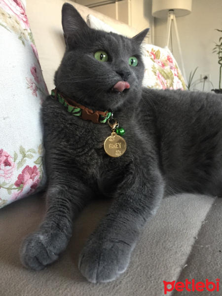 British Shorthair, Kedi Grey fotoğrafı