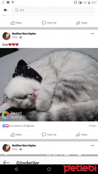 Scottish Fold, Kedi Mıncır fotoğrafı