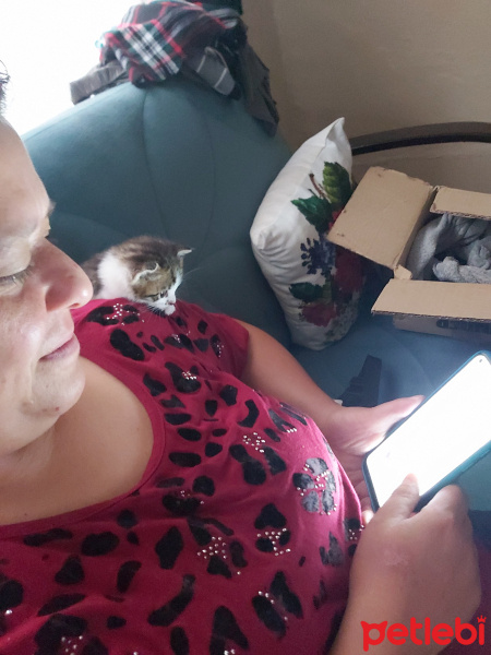 Tekir Kedi, Kedi Fındık fotoğrafı