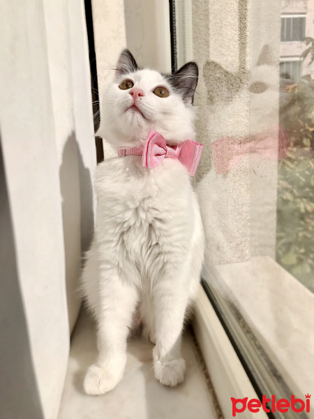 Tekir Kedi, Kedi Pişon fotoğrafı