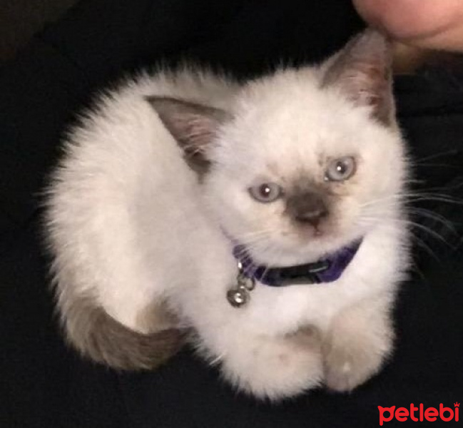 British Shorthair, Kedi Albino fotoğrafı