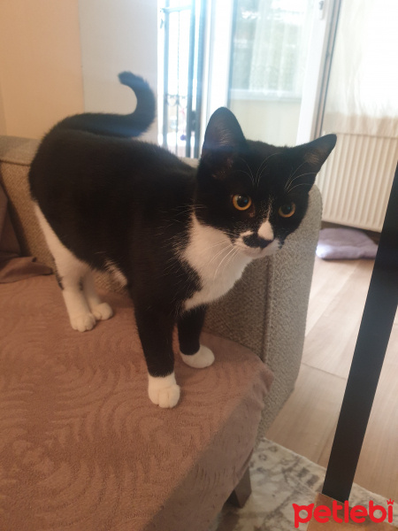 Tekir Kedi, Kedi Obur fotoğrafı