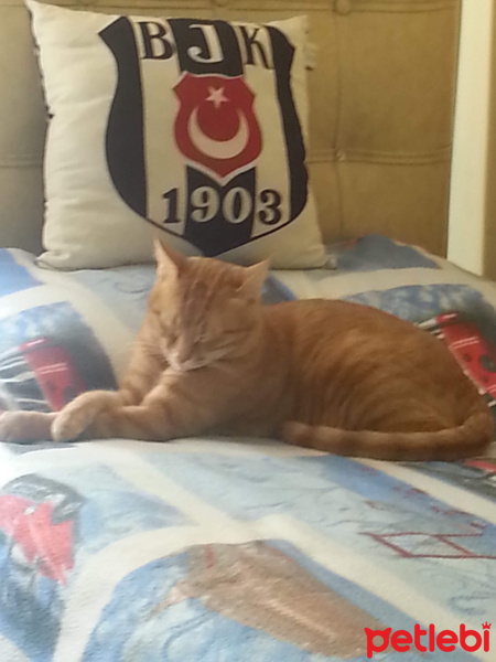 Tekir Kedi, Kedi Marlenko fotoğrafı