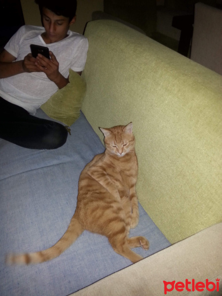 Tekir Kedi, Kedi Marlenko fotoğrafı