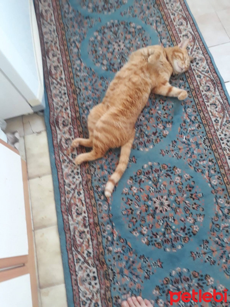Tekir Kedi, Kedi Marlenko fotoğrafı