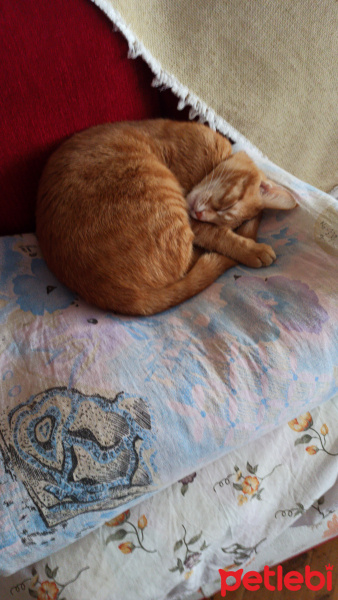 Tekir Kedi, Kedi Marlenko fotoğrafı