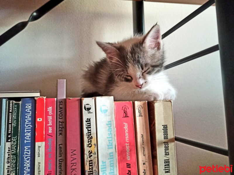 Tekir Kedi, Kedi Aşil fotoğrafı