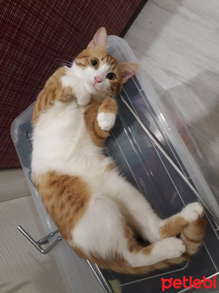 Sarman, Kedi HAVUÇ fotoğrafı