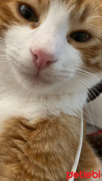 Sarman, Kedi HAVUÇ fotoğrafı