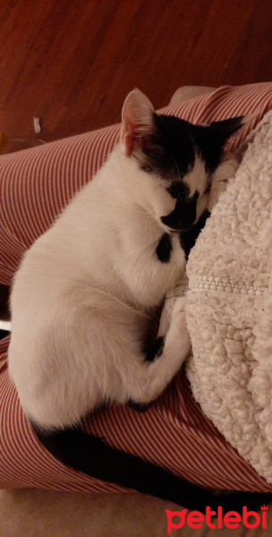 Tekir Kedi, Kedi Doby fotoğrafı