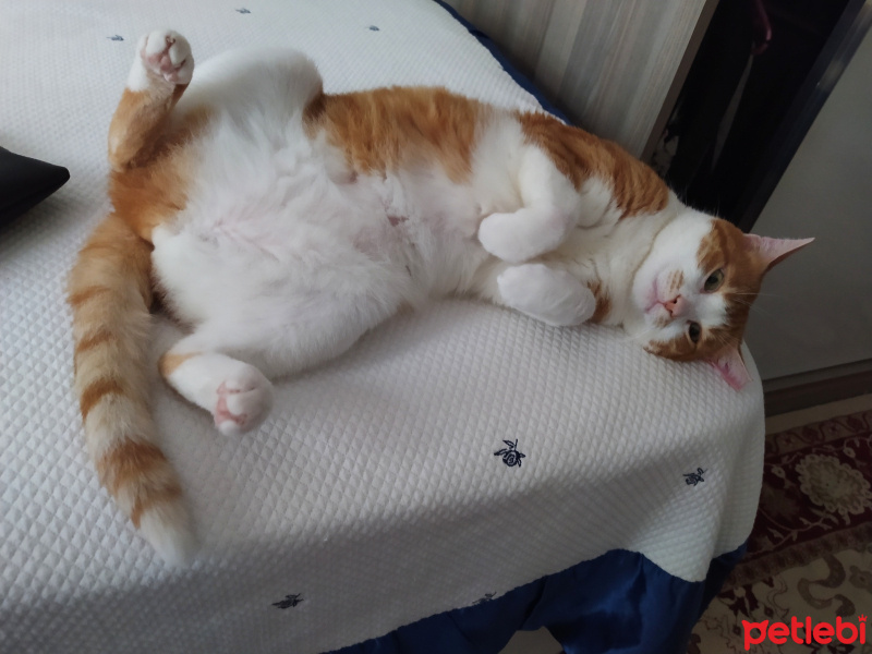 Tekir Kedi, Kedi Haşhaş fotoğrafı