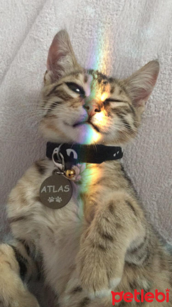 Tekir Kedi, Kedi Atlas fotoğrafı