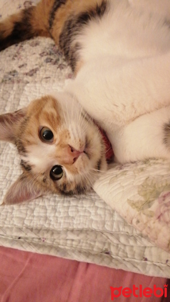 Tekir Kedi, Kedi Ceku fotoğrafı