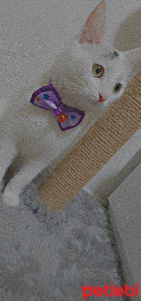 Tekir Kedi, Kedi Şimal fotoğrafı