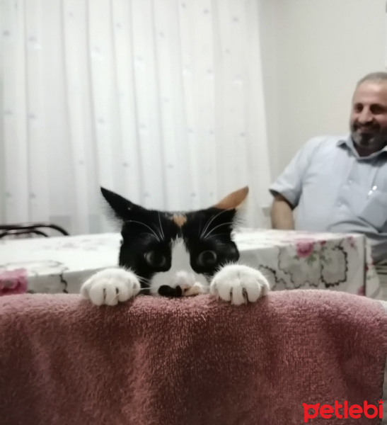 Tekir Kedi, Kedi Mantar fotoğrafı
