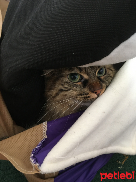 Tekir Kedi, Kedi Kumsal fotoğrafı