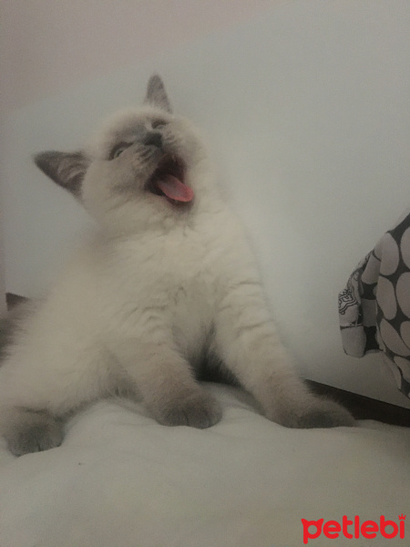 British Shorthair, Kedi Aqşin fotoğrafı