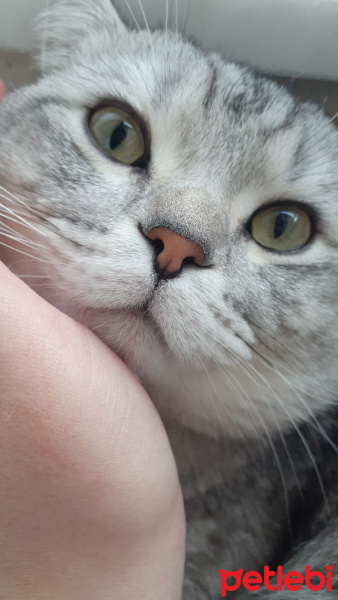 British Shorthair, Kedi PARS fotoğrafı