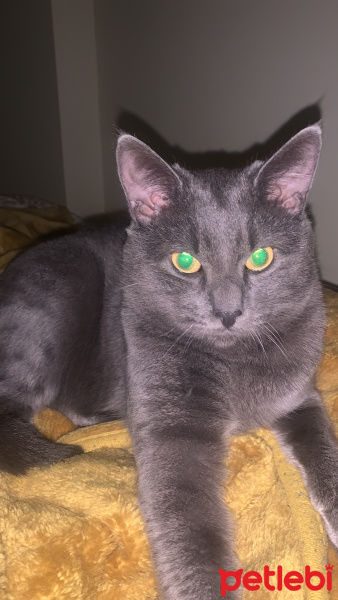 British Shorthair, Kedi Alex fotoğrafı