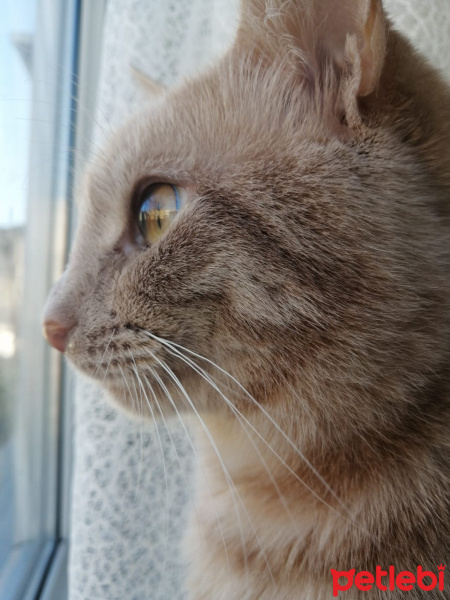 Sarman, Kedi Badem fotoğrafı