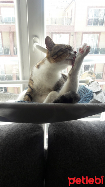 Tekir Kedi, Kedi Ali fotoğrafı